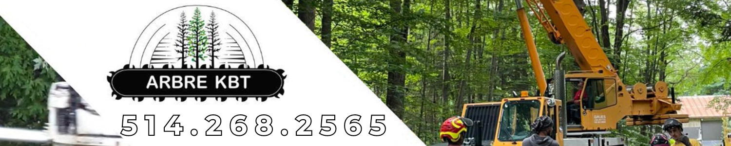Arbre KBT Élagage, émondage et abattage d'arbre