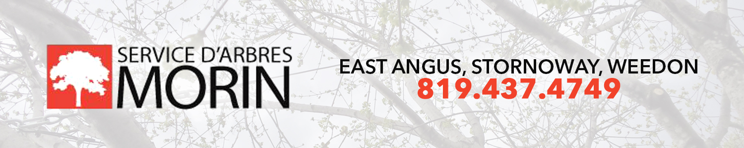 Service d'arbres Morin - East Angus / Westbury