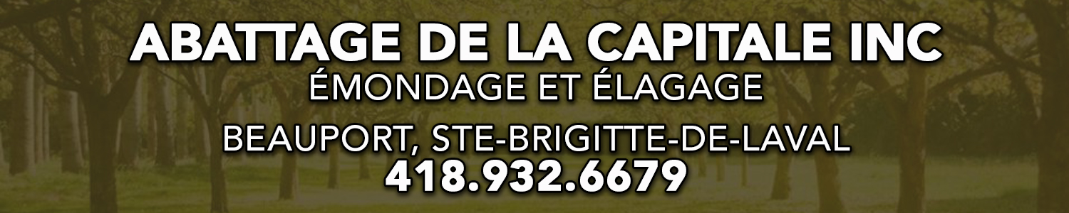 Abattage de la capitale inc- Émondage et Élagage